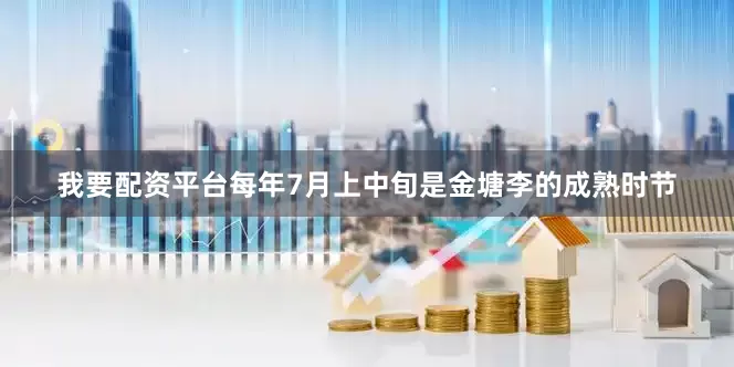 我要配资平台每年7月上中旬是金塘李的成熟时节